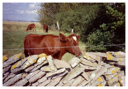 animal - a really cute cow