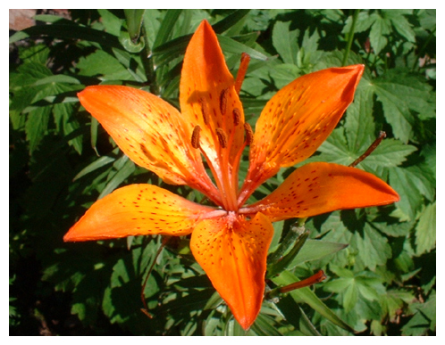 colour - a very colourful flower